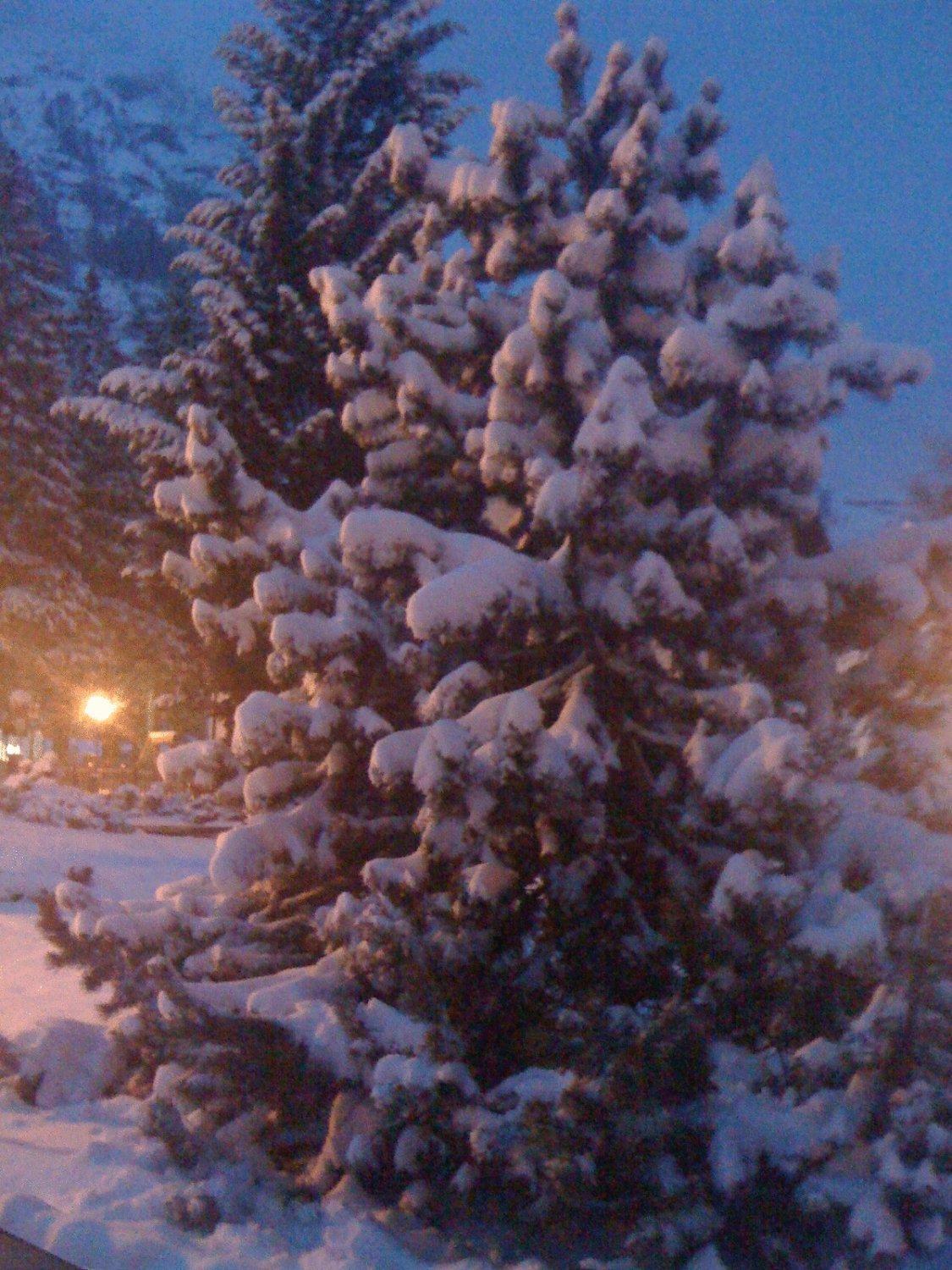 Albergo Alpenrose Ski&Bike Mountain Hotel Gressoney-Saint-Jean Εξωτερικό φωτογραφία